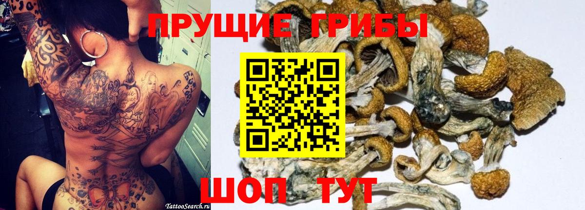 Псилоцибиновые грибы прущие грибы  Псилоцибиновые грибы GOLDEN TEACHER  Каспийск 